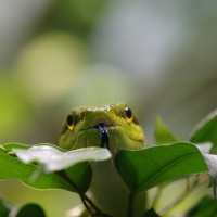 TUỔI TỴ RẮN Ở TRÊN CÂY  - Đỗ Chiêu Đức  